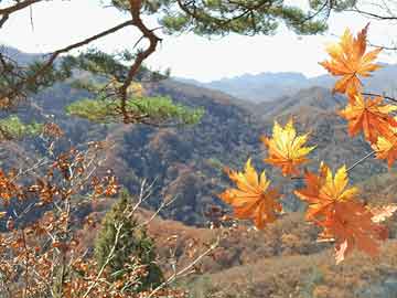 管家一肖一碼最準(zhǔn)，揭秘精準(zhǔn)預(yù)測(cè)背后的秘密，準(zhǔn)確率高達(dá)百分之百的奧秘探索，管家一肖一碼精準(zhǔn)預(yù)測(cè)背后的秘密，百分之百準(zhǔn)確率奧秘探索