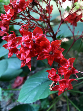 狀元紅網(wǎng)，揭秘4987精準(zhǔn)資料的秘密，狀元紅網(wǎng)揭秘，精準(zhǔn)資料4987背后的秘密