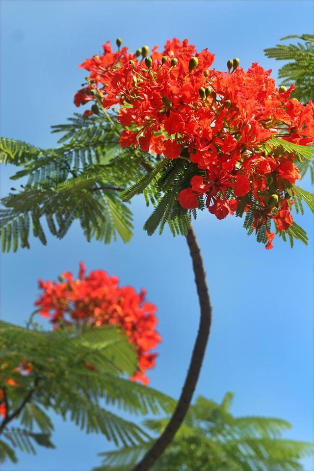 狀元紅，揭秘4987最準(zhǔn)最快的秘密武器，狀元紅，揭秘最準(zhǔn)最快的秘密武器 4987