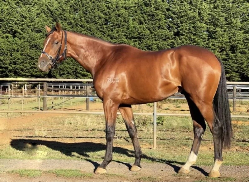 今晚澳門特馬開(kāi)什么今晚四不像