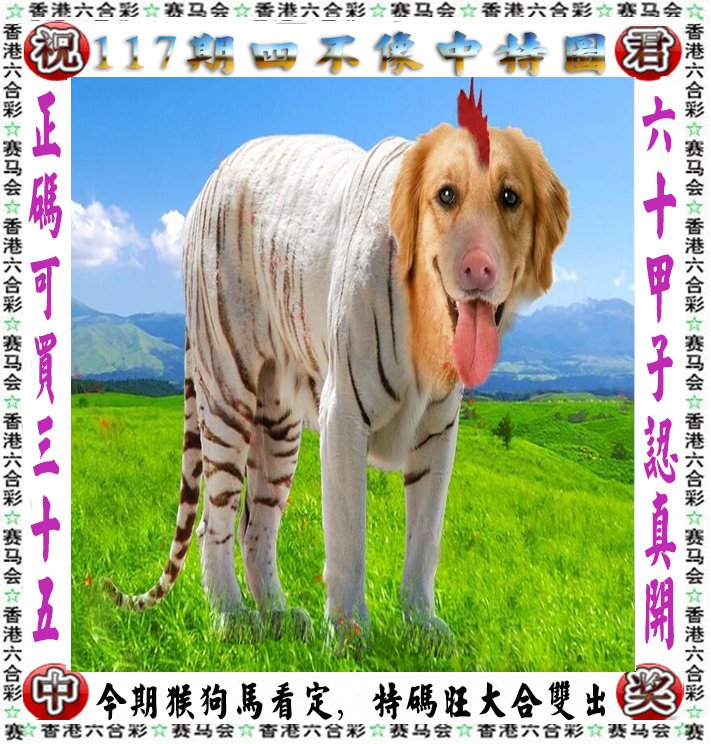 王中王四不像一肖論壇，探索神秘論壇的世界，王中王四不像一肖論壇，神秘論壇世界的探索之旅