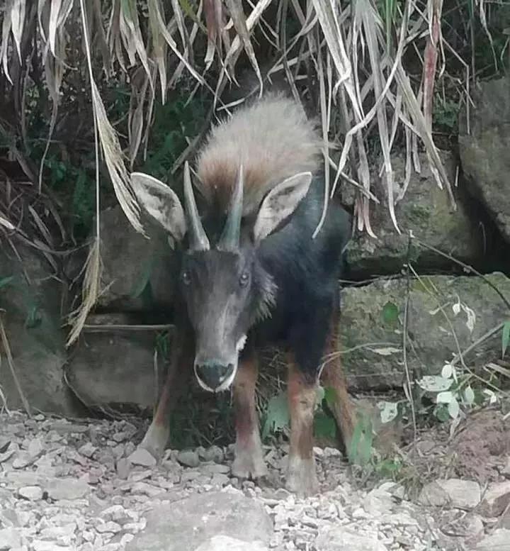 揭秘四不像一肖圖王中王身份之謎——探尋背后的神秘人物，揭秘四不像一肖圖王中王背后的神秘人物身份之謎