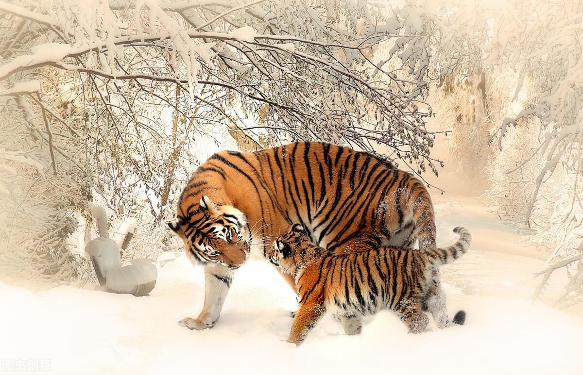 揭秘十二生肖之王，20一肖動物圖王中王，揭秘十二生肖之王，揭秘圖王中的動物之王