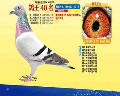 王中王四馬一肖，探尋背后的故事與奧秘，王中王四馬一肖，背后的故事與奧秘探尋