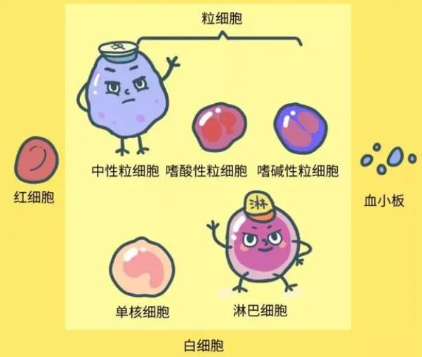 白細(xì)胞低有什么危險(xiǎn)，白細(xì)胞低存在的危險(xiǎn)與潛在風(fēng)險(xiǎn)，揭示白細(xì)胞減少的危害