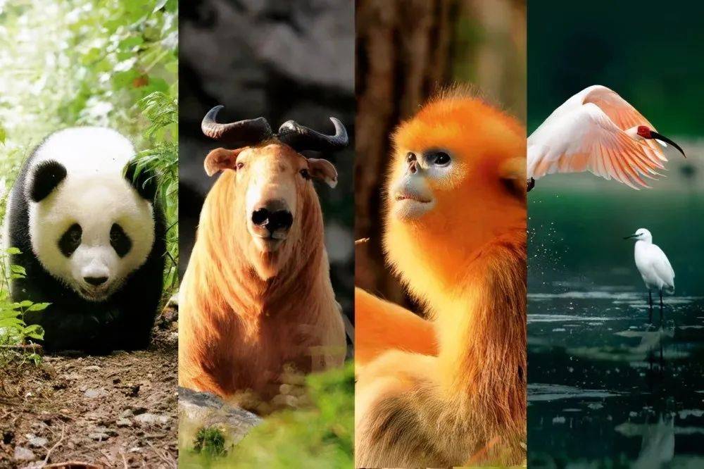 揭秘十二生肖之王，揭秘神秘的王中王20一肖動(dòng)物圖，揭秘十二生肖之王，神秘王中王與生肖動(dòng)物圖揭秘