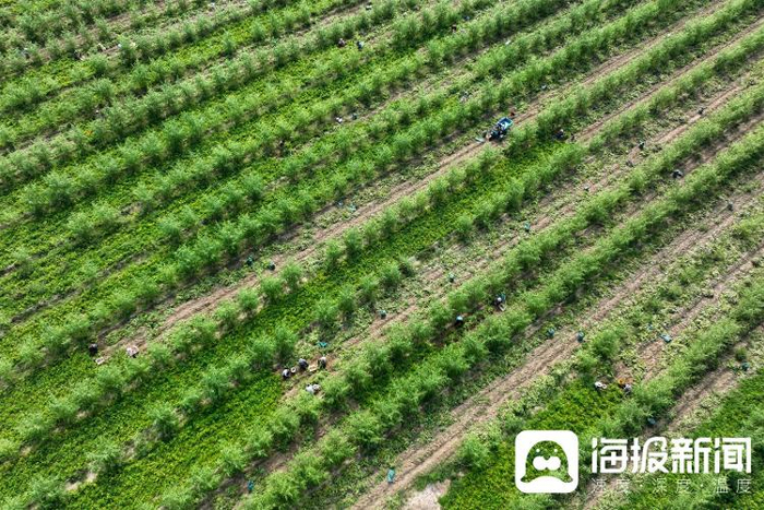 茂密森林中的王中王——一肖傳奇，森林霸主一肖傳奇，王中王的傳奇故事